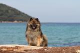 SPITZ ALLEMAND 212